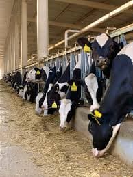 Dairy cows in modern barn feeding stations