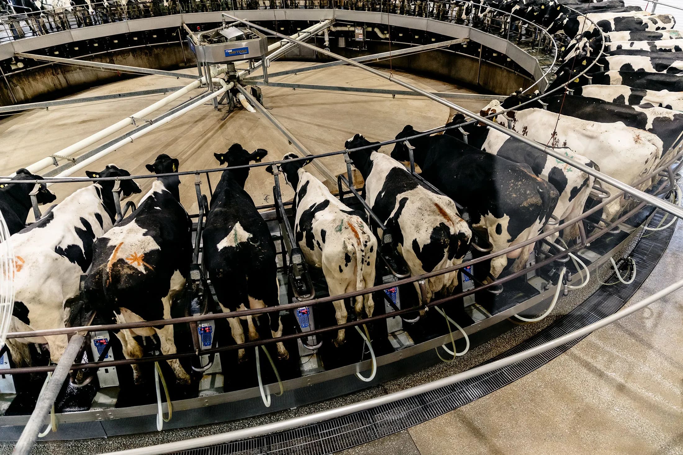 Advanced milking technology and automated systems