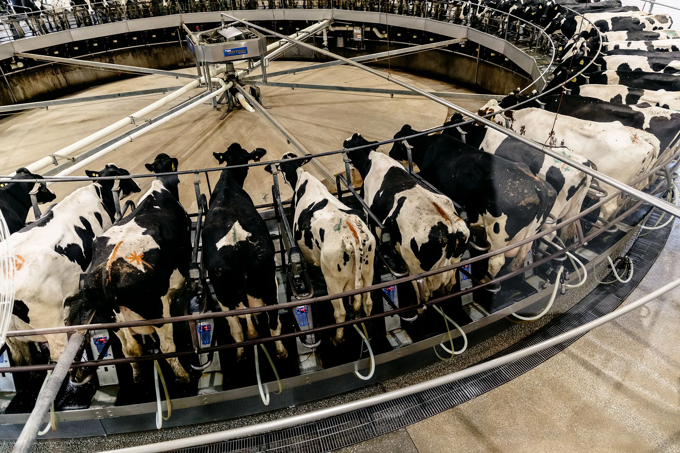 Advanced milking technology and automated systems