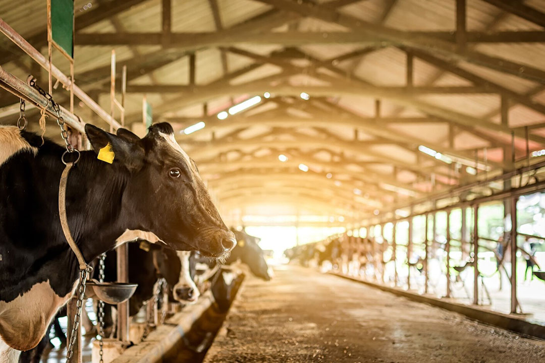 Modern dairy farm with Holstein cow in professional barn setting